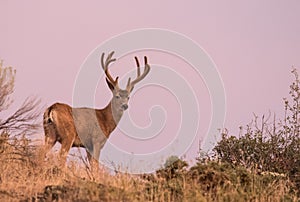 Big Buck on a Ridge