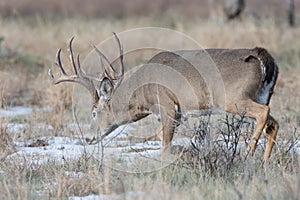 Big buck in snow trailing the scent of doe