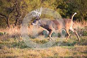 Big buck on trail for hot doe