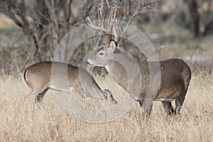 Big buck watching over doe