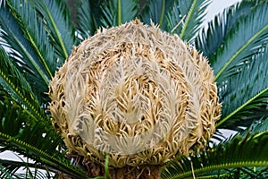 Bud of cycas revoluta cycadaceae sago palm from south japan photo