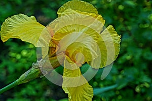 big bud of yellow iris flower in the garden