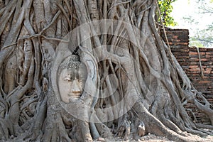 Big buddha embed in tree