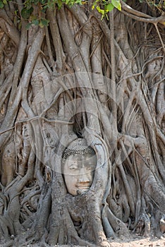 Big buddha embed in tree