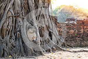 Big buddha embed in tree of sunlight corner