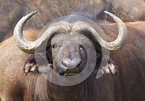 Big buffalo in Africa