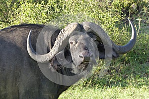 Big buffalo in Africa