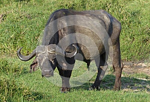 Big buffalo in Africa