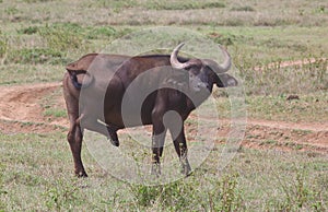 Big Buffalo in Africa