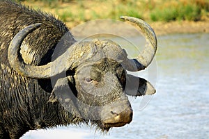 A big buffalo bull