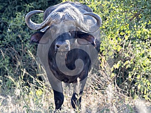 Big buffalo bull, Syncerus c.caffer, Chobe National Park, Botswana