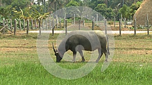 A big buffalo eating green grass