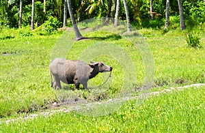 Big buffalo on green grass pasture. Asian agriculture travel photo. Carabao farm animal in Philippines.