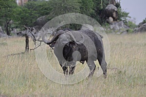 Big buffalo in serengeti national park in tanzania