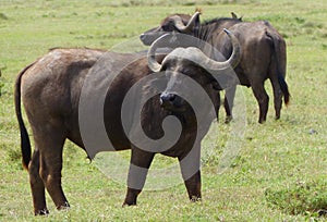 Big buffalos in Africa