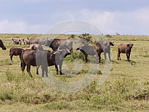 Big buffalos in Africa