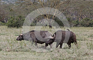 Big Buffalos in Africa