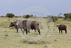 Big Buffalos in Africa