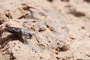 Big bug beetle macro on sand