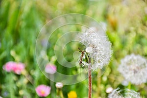 Big bug dandelion