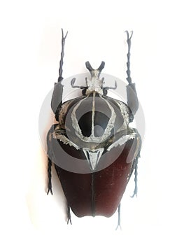 big bug isolated