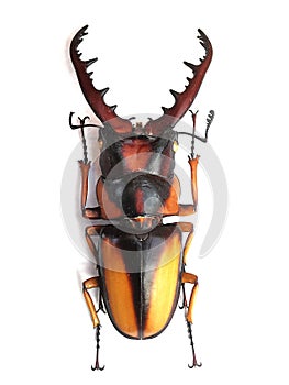 big bug isolated