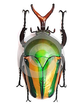 big bug isolated