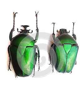 big bugs isolated