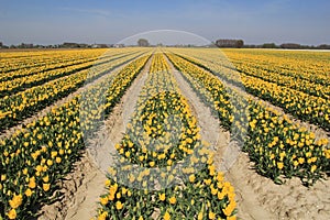 A big bulb field with symmetric rows of yellow tulips in the dutch countyrside