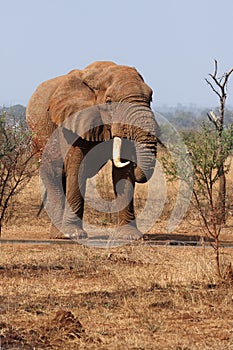 Big bull of The African bush elephant Loxodonta africana or african savanna elephant is drinking water from the dam in the