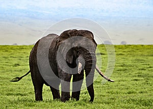 Big bull African elephant roaming the African serengeti