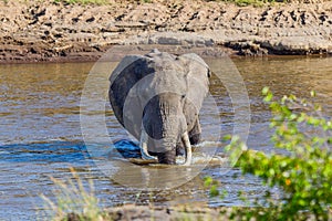 Big Bull African Elephant Wading Across Mara River