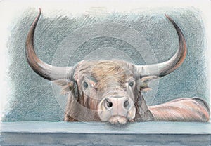A big bull with beautiful horns