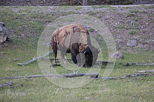 Big Bull Bison photo