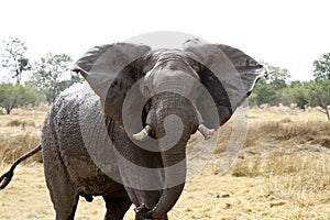 Big Bull Elephant