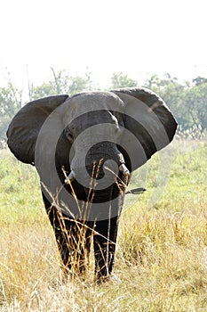 Big Bull Elephant