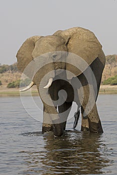 Big bull elephant standing in river