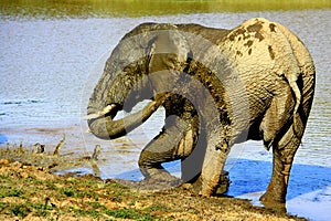 A big bull elephant takes a mud bath