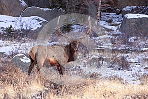 Big bull elk