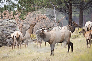Big Bull Elk Bugling with cow elk photo