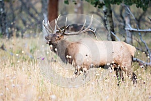 A big bull elk bugling for hinds