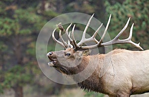 Big Bull Elk Bugling in the Rut