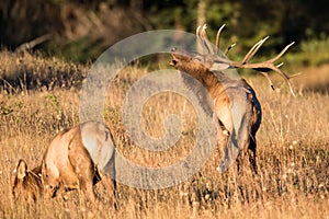 Big bull elk with cow photo