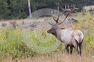 Big bull elk in full rut