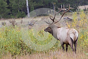 Big bull elk in full rut photo