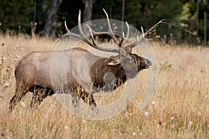 Big bull elk with grass hanging from antlers photo