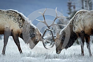 Big bull elk locking heads. photo
