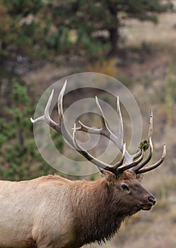 Big Bull Elk Portrait