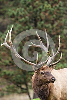 Big Bull Elk Portrait in Rut