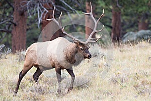 Big bull elk on prowl